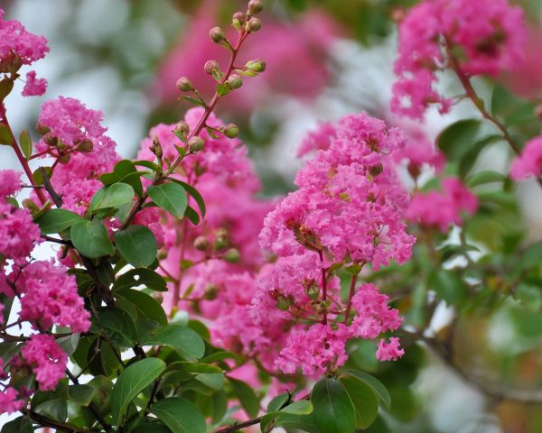 Cost of Crepe Myrtle Removal in Fort Smith