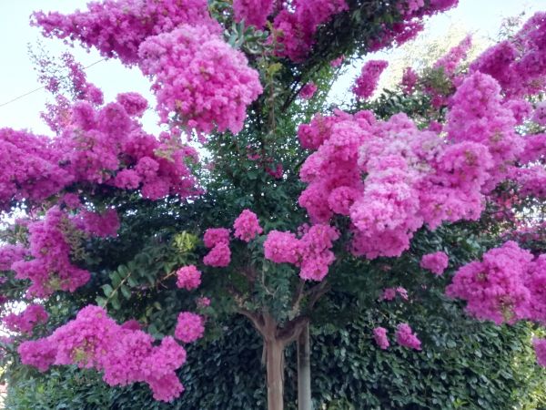 Crape Myrtle Pruning in Fort Smith