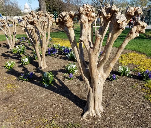 Cost of Myrtle Tree Removal in Fort Smith