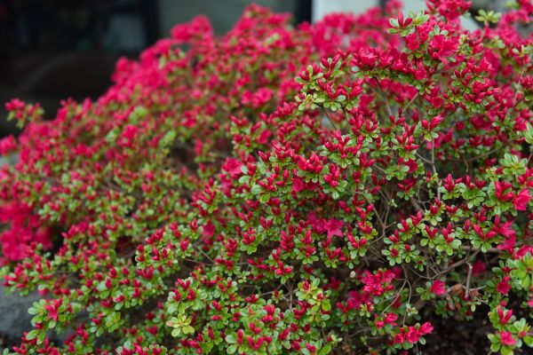 Cost of Weigela Removal Service in Fort Smith