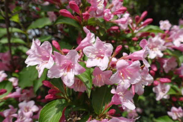 Cost of Weigela Pruning Service in Fort Smith