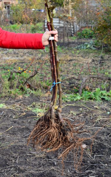 Shrub Root Removal in Fort Smith