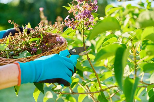 Cost of Lilac Trimming Service in Fort Smith