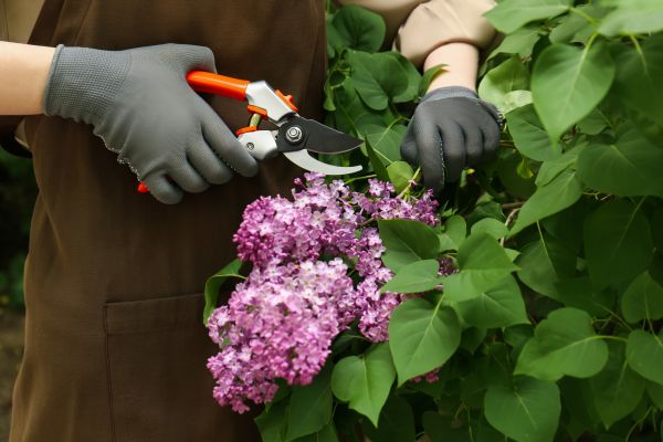 Cost of Lilac Pruning Service in Fort Smith