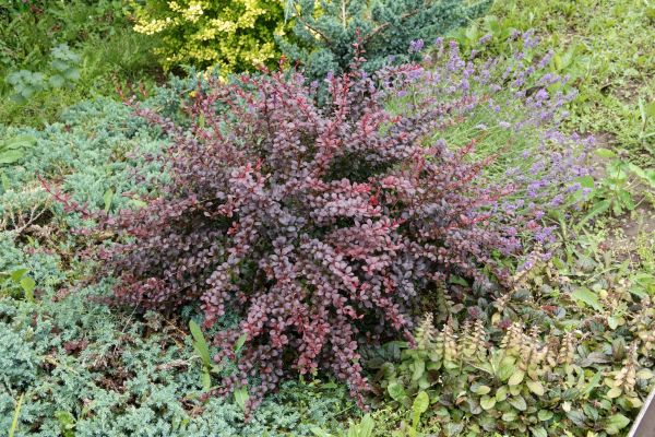 Cost of Japanese Barberry Removal in Fort Smith
