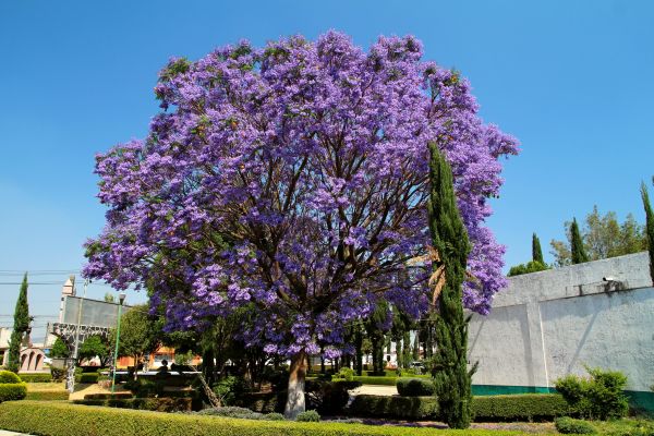Jacaranda Pruning in Fort Smith