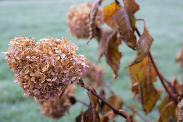 Cost of Hydrangea Removal in Fort Smith