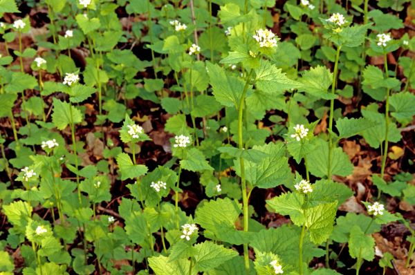 Garlic Mustard Removal in Fort Smith