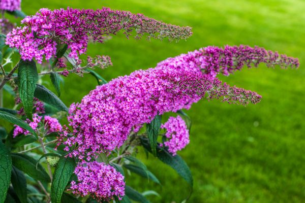 Cost of Butterfly Bush Removal in Fort Smith