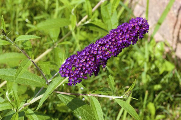 Butterfly Bush Pruning in Fort Smith