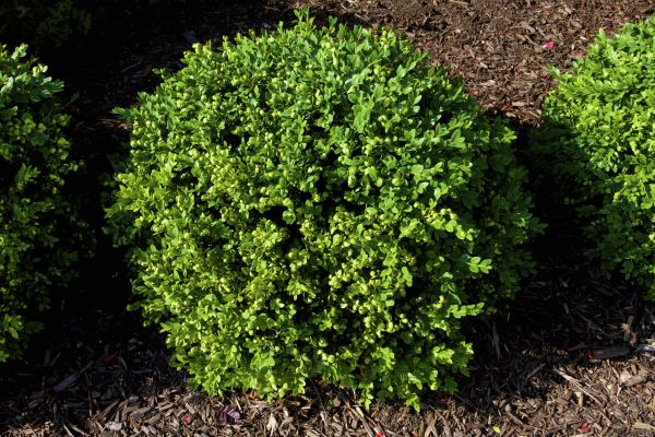 Cost of Boxwood Removal in Fort Smith