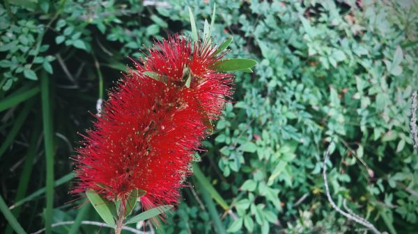 Bottlebrush Pruning in Fort Smith