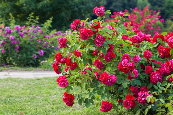 Shrub Trimming in Fort Smith