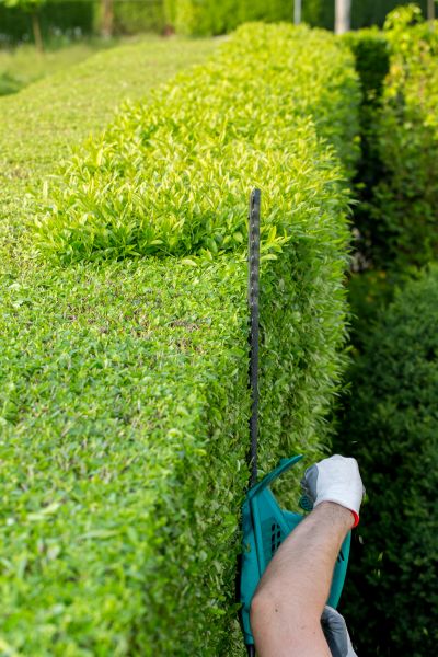 Hedge Trimming in Fort Smith